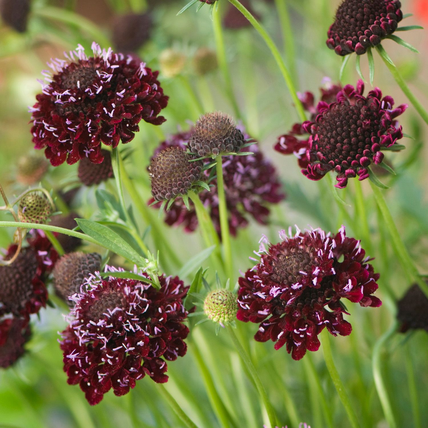 Scabiosa atropurpurea 'Chile Black'